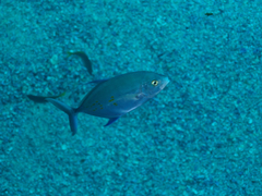 Ferdauia orthogrammus