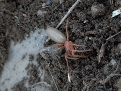 Dysdera crocata