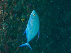 Ferdauia orthogrammus
