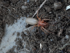Dysdera crocata