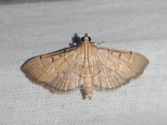 Herpetogramma