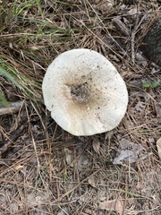 Russula brevipes