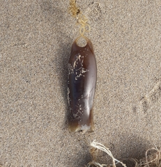 Scyliorhinus canicula