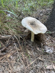 Russula brevipes