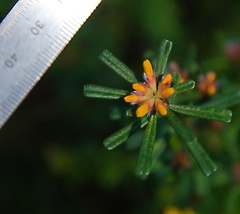 Pultenaea retusa