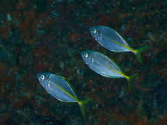 Pseudocaranx georgianus