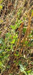 Lathyrus tuberosus