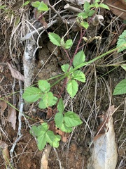 Rubus flagellaris
