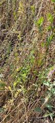 Lathyrus tuberosus