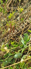 Lathyrus tuberosus
