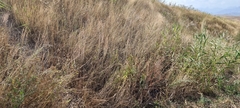 Lathyrus tuberosus