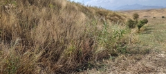 Lathyrus tuberosus