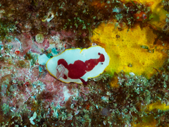 Goniobranchus splendidus