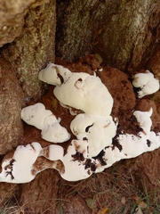 Ganoderma applanatum