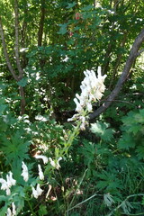 Aconitum orientale