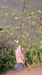 Alisma plantago-aquatica