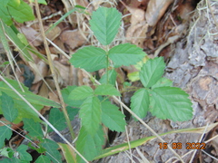 Rubus flagellaris