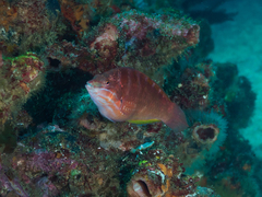 Pseudolabrus luculentus