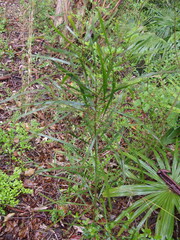 Acacia longissima
