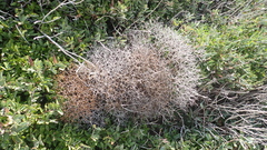 Sarcopoterium spinosum