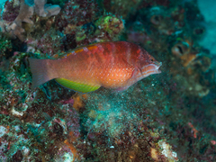 Pseudolabrus luculentus