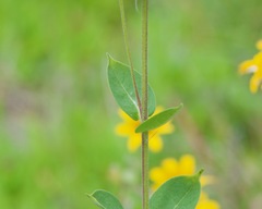 Silphium integrifolium