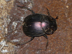 Chalconotus convexus