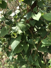 Fallopia dumetorum