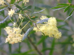 Acacia prominens
