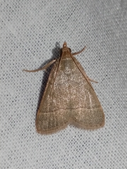Hypsopygia