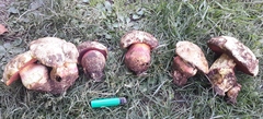 Rubroboletus satanas