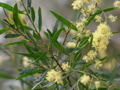 Acacia prominens