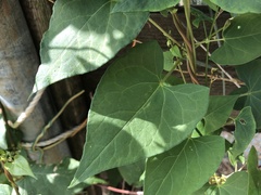 Fallopia dumetorum