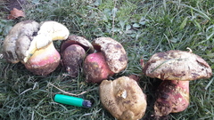 Rubroboletus satanas