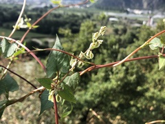 Fallopia dumetorum