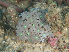 Clavularia