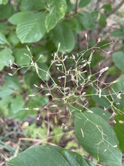 Agrostis capillaris