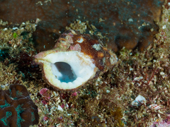 Ranella australasia