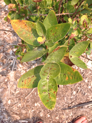 Lonicera involucrata