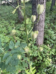 Lilium martagon