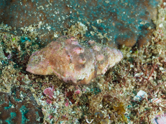 Ranella australasia