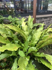 Asplenium scolopendrium