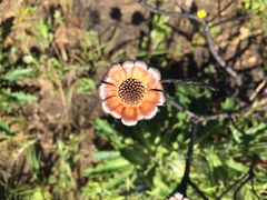 Protea