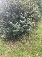 Ilex aquifolium
