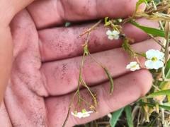 Dontostemon integrifolius