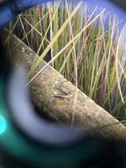 Pseudemoia rawlinsoni