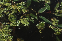 Salvinia natans