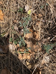 Medicago falcata