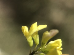 Medicago falcata