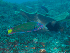 Thalassoma lunare